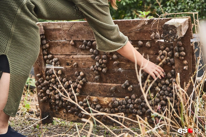 Сейчас часть урожая собрана, а этим нужно еще немного подрасти | Источник: Роман Данилкин / 63.RU