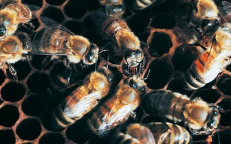 Все ли пчелы делают мед?