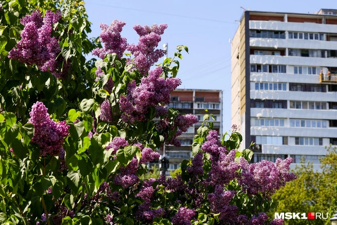 Сирень способна украсить скучные жилые панельки | Источник: Артем Устюжанин / MSK1.RU