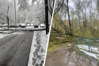 В Москве не будут высаживать деревья на месте снесенных ураганом