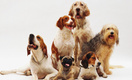 Ученые из Ливерпульского университета выяснили, собаки каких пород живут меньше всего