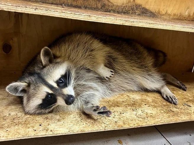 Еноты в антикафе лишены естественного освещения, поскольку в помещении отсутствуют окна. | nsk54.online