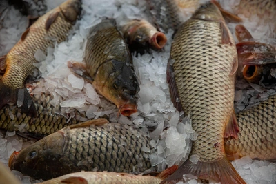 В Омской области выросло производство рыбы после спада