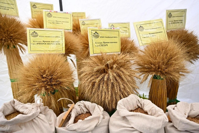 В этом году собрано на 30 тысяч тонн зерна больше, чем в самые урожайные годы | Источник: пресс-служба правительства Челябинской области