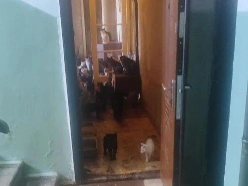 Количество кошек в квартире огромно | Источник: читатели V1.RU