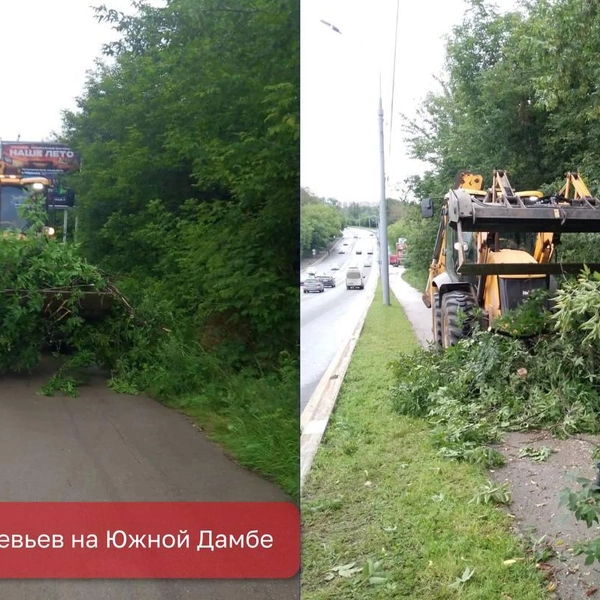 На Южной дамбе упавшее дерево перегородило тротуар | Источник: Эдуард Соснин / Telegram