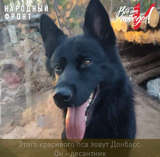 «Разбудил всех и ушел героем». Овчарку, спасшую бойцов из Приангарья в зоне СВО, выдвинули на международную премию | Источник: «Народный фронт Иркутская область» / Telegram