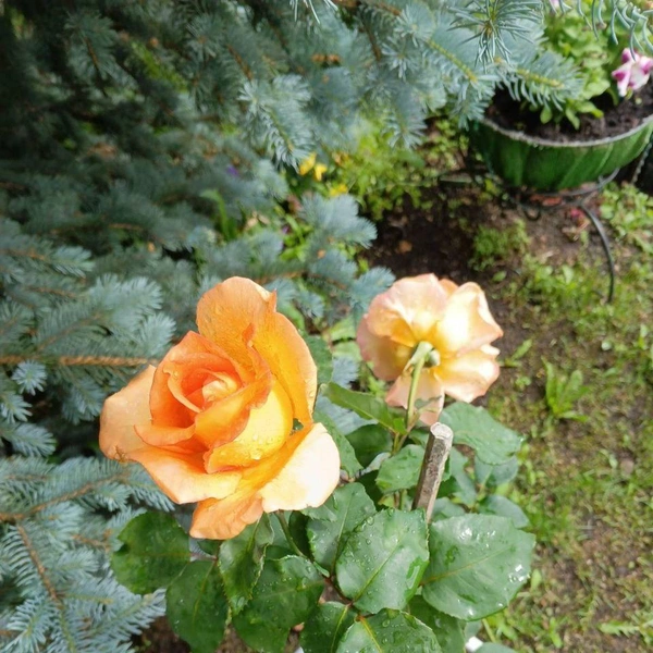 Источник: предоставлено Галиной Злобиной