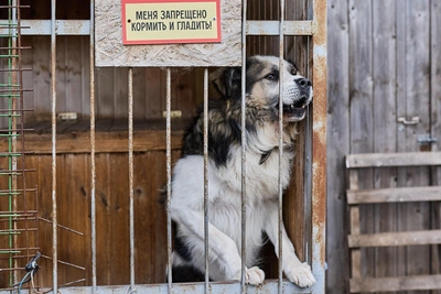 Mother forces officials to pay for dog attack