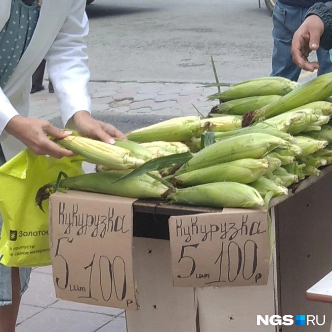 Молодая кукуруза на площади Калинина | Источник: Плосков Кирилл / NGS.RU