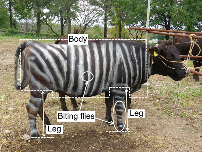 Подтверждена теория о том, зачем зебрам полоски (подтверждена на коровах)