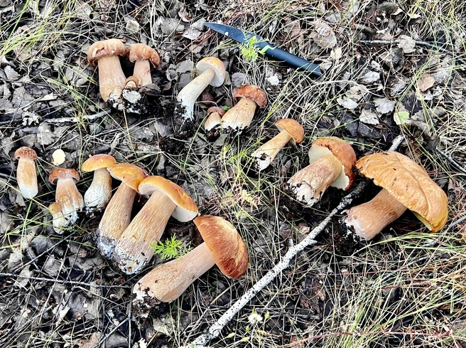 Такой «улов» в лесах Таврического района | Источник: «Грибы. Грибники Омска и Омской области"/ vk.com