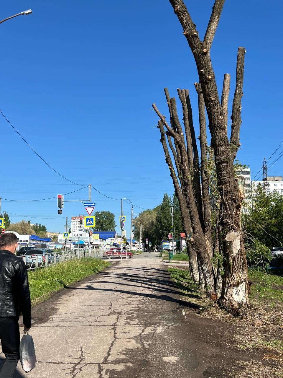 «Уничтожают с бешеной скоростью»: самарцев снова возмутила обрезка деревьев