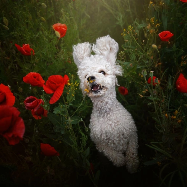 «Это будет моя лучшая фотосессия!» | Источник: Dorota Hnatová / Siena Creative Photo Awards 2023