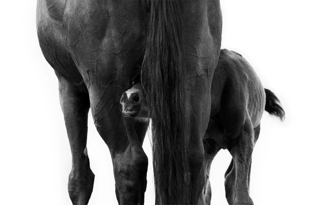 Лучший снимок в номинации «Портрет лошади» | Источник: Laura Brockhoff / International Pet Photography Awards 2026
