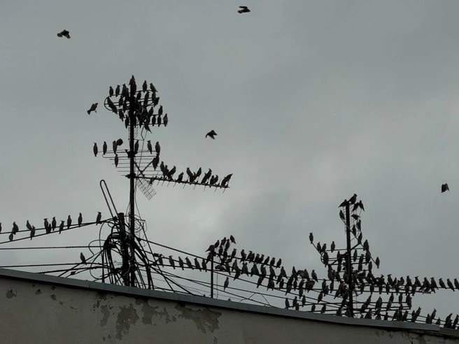 Десятки свиристелей были замечены над зданием на улице Шейнкмана | Источник: Даниил Румянцев / E1.RU