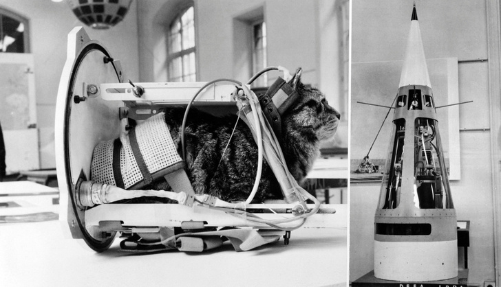 История первой и единственной кошки в космосе