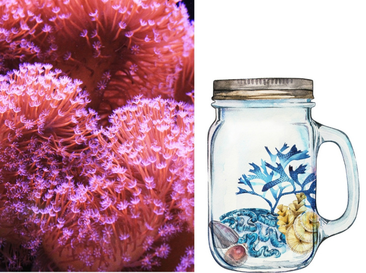 Что такое коралловая вода, и можно ли похудеть с ее помощью