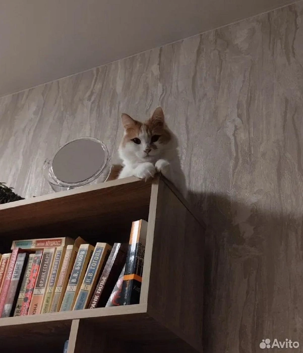 Бело-рыжий кот ищет дом в Нижнем Новгороде | Источник: Avito.ru