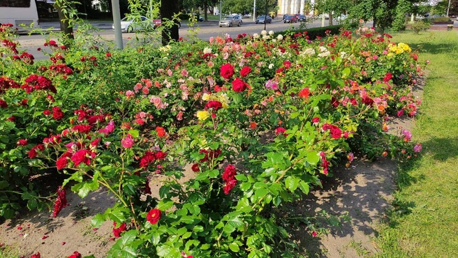 В центре Калининграда на клумбах шикарные розы. Климат позволяет такой красоте цвести летом. В Красноярске им было бы холодно | Источник: Кадрия Катцина / NGS24.RU