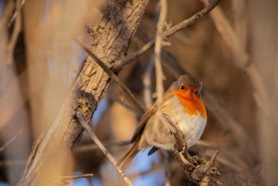 Rare European robin spotted in Volgograd