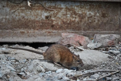 В Казани прогнозируют нашествие грызунов
