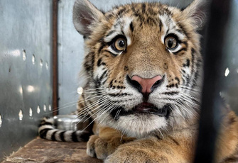 В природе не выживет: почему брошенного матерью тигренка отправили в зоопарк Минска?