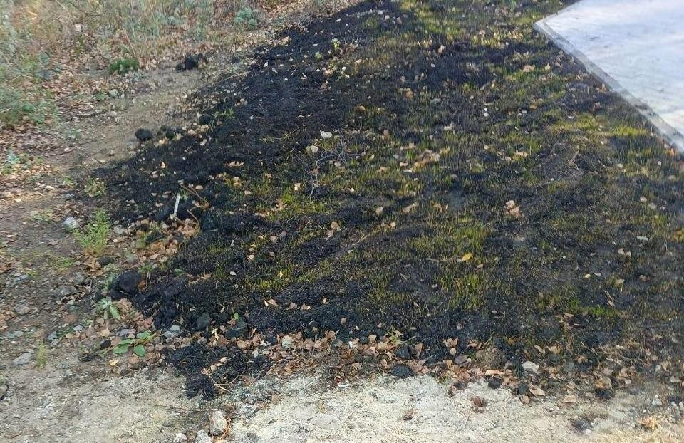 «Где цветы?»: челябинцев обеспокоило озеленение Экопарка на Северо-Западе