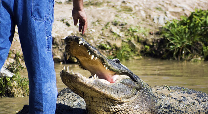 «Рядом с ним я чувствую себя в гармонии с природой»: история удивительной дружбы человека и крокодила