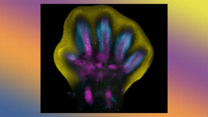 Вначале была клетка: посмотрите, как растут пальцы рук у человеческого эмбриона