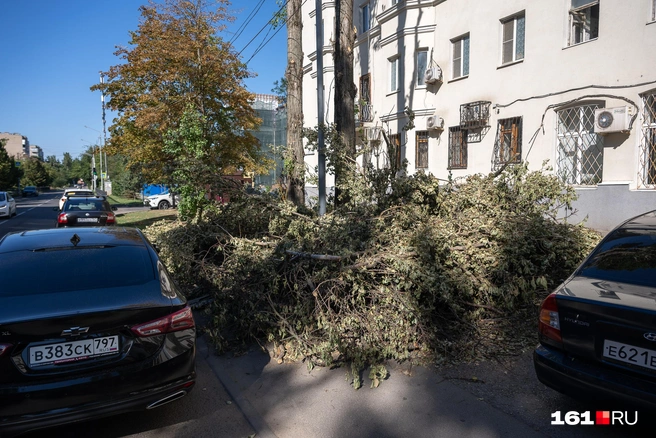 Газоны завалены ветками | Источник: Евгений Вдовин / 161.RU