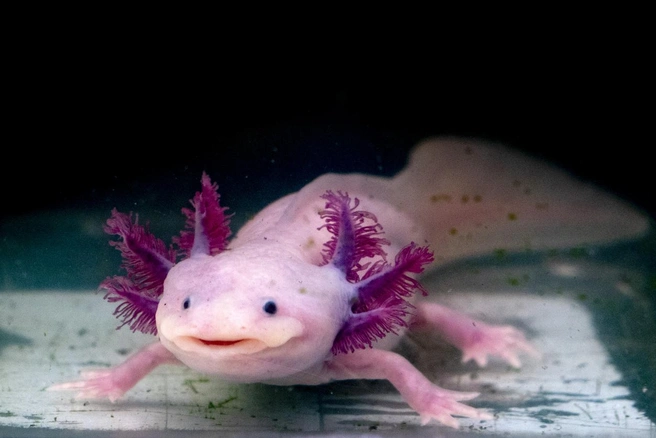 Мексиканский аксолотль (Ambystoma mexicanum) | Источник: izanbar / iStock