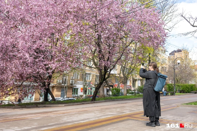 Если вы еще не насладились весенней красотой, то пора на улицу | Источник: Евгений Вдовин / 161.RU