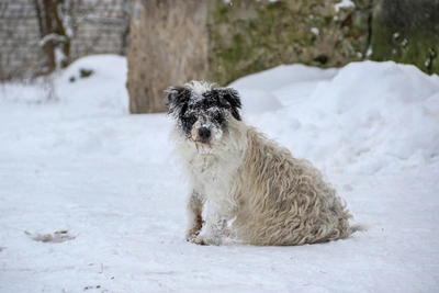 Мэр Нижнего Новгорода призвал собаководов к ответственности
