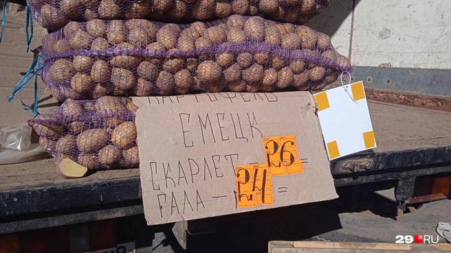 Картошка из Емецка, два вида | Источник: Юрий Скородумов / 29.RU