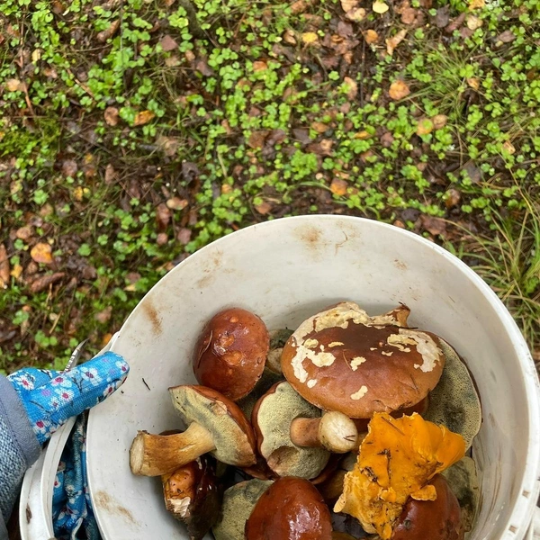 Собрать маслята также можно в Солнечногорском районе | Источник: Светлана Селиванова / Грибы в Подмосковье 2025 / VK.com