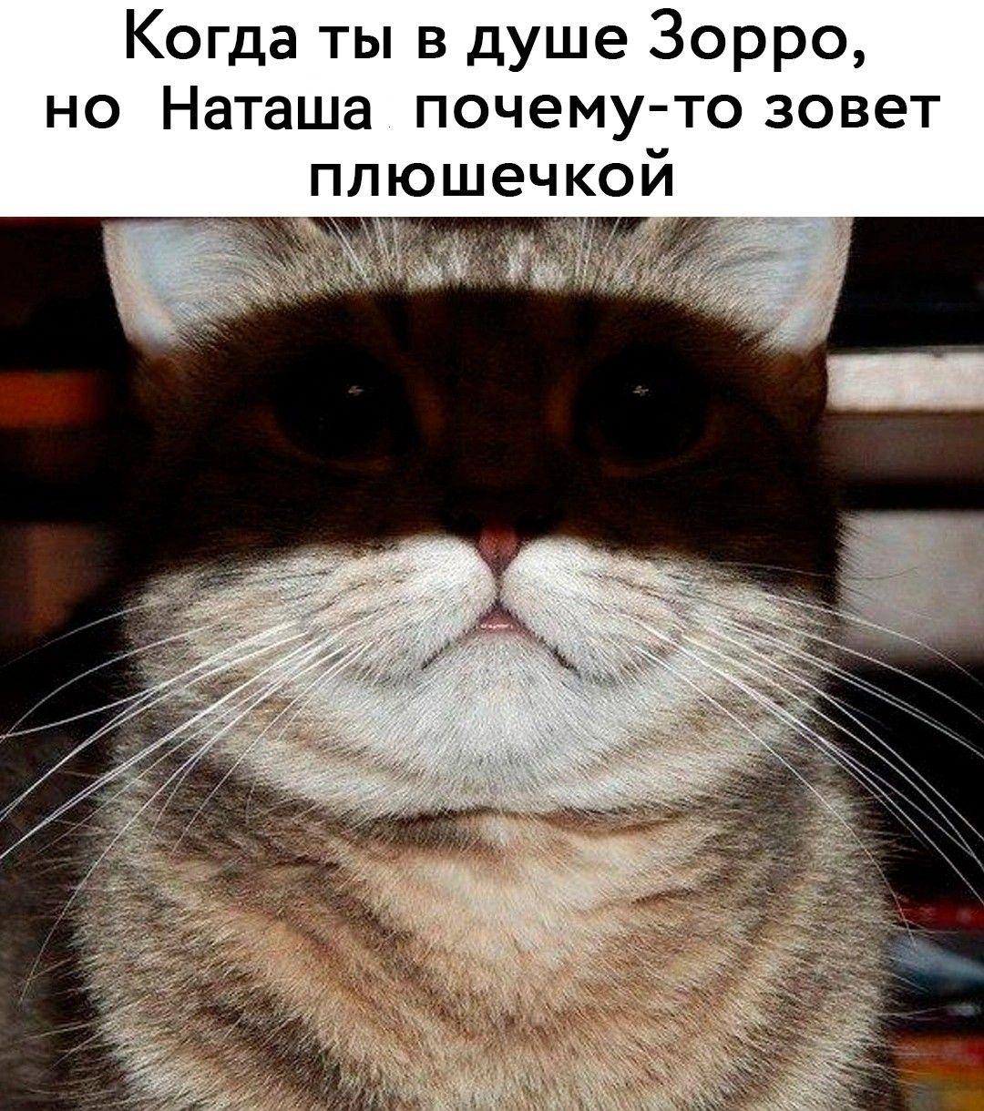 Коты и юмор :-) Здравствуйте, уважаемые, Приятного, времени, суток