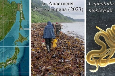 У Сахалина нашли источник яда фугу