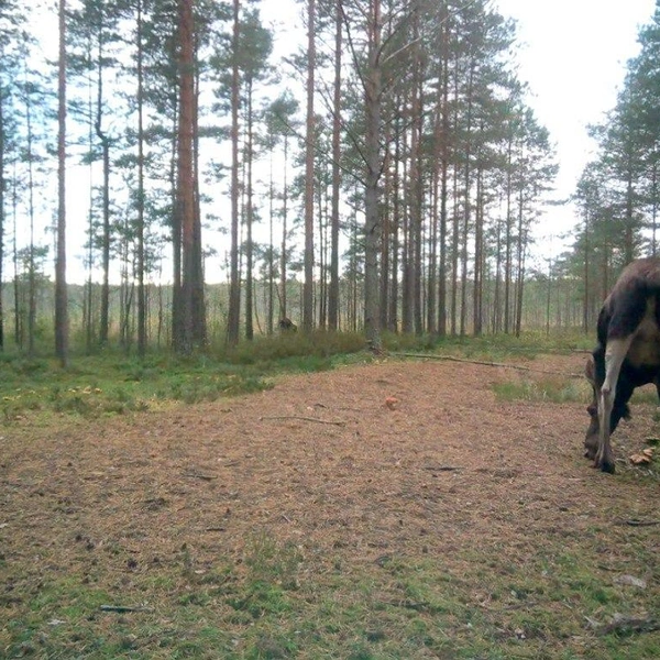 Источник: Каждой твари по паре / Telegram