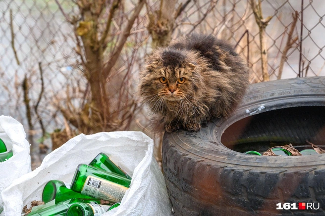 Топит ростовскую область