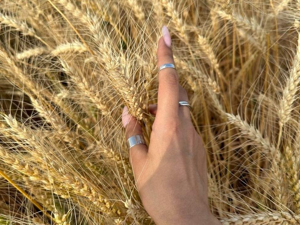 «Для пшеницы эти дожди — как мертвому припарка»: засуха уничтожает урожай Ростовской области второй год подряд