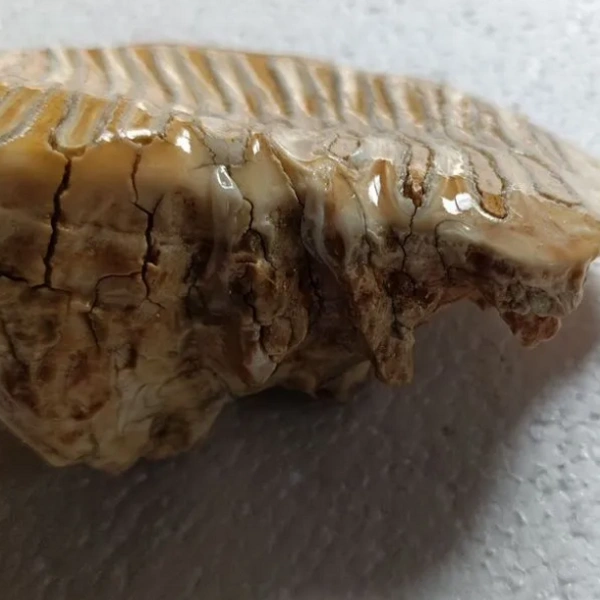 Зуб мамонта, обработанный специальным раствором | Источник: Avito.ru / yakutsk