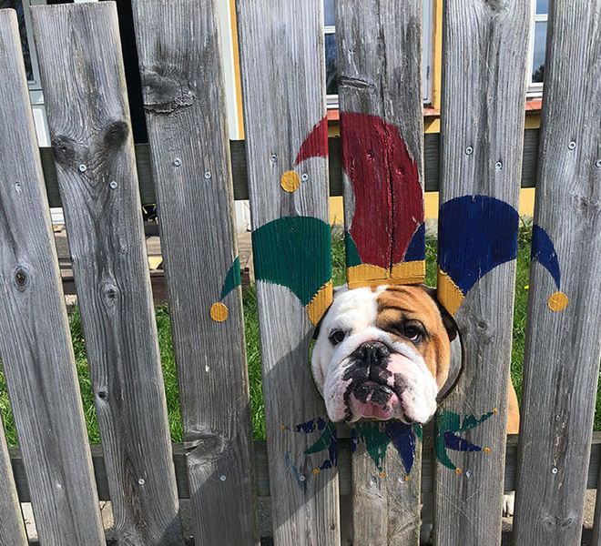 Пес так любит смотреть на улицу из дырок в заборе, что хозяева нарисовали ему на досках веселые костюмчики (видео)