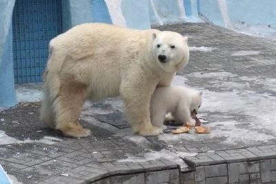 Медвежонок в Новосибирске осваивается рядом с матерью