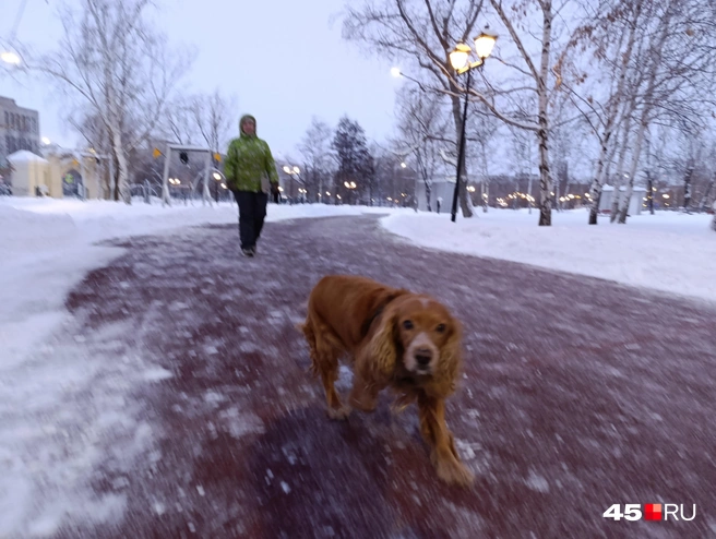 Кто ранним утром выходит на улицу? Правильно, собачники | Источник: Надежда Тихомирова / 45.RU