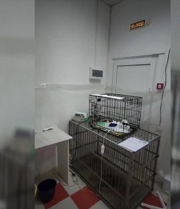 Ставропольцы сняли ветеринарную клинику на видео | Источник: скриншот из передачи «Человек и закон» на Первом канале / 1tv.ru