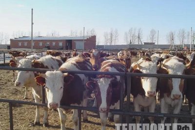 В Приамурье скоту поставили 36 тысяч прививок от дерматита
