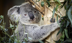 В нидерландском зоопарке открылся вольер с коалами