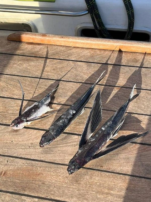 Летучая рыба на палубе яхты | Источник: Дмитрий Старцев