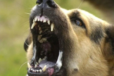 Приют в Алдане после нападений собак на 16 человек